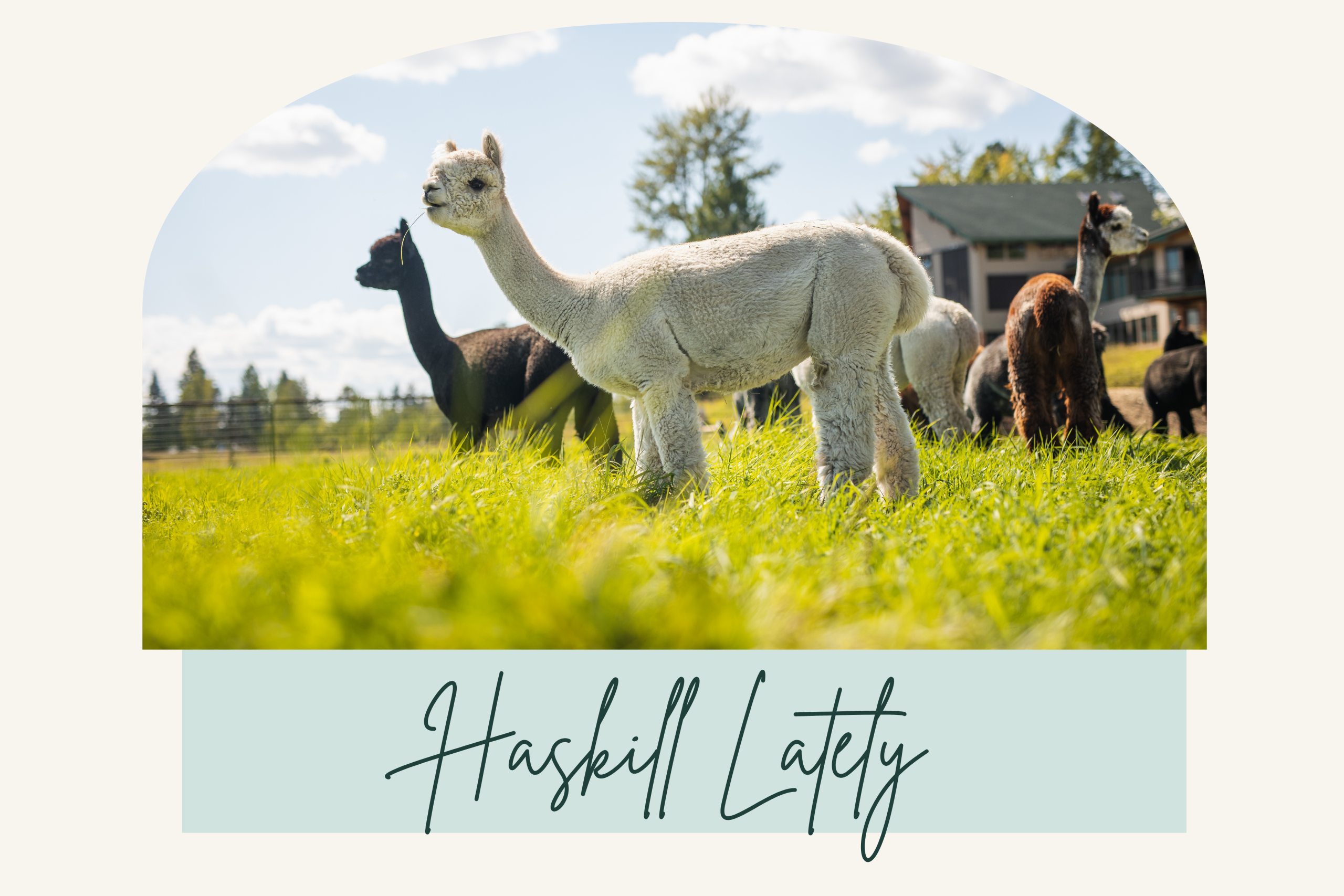 Alpaca