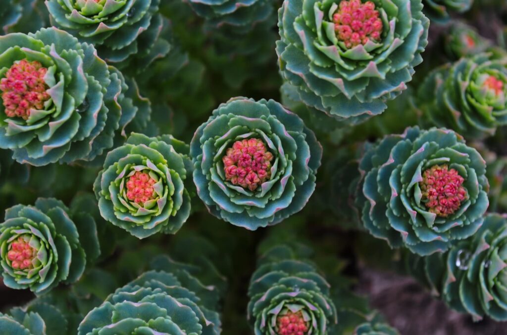 Rhodiola rosea
