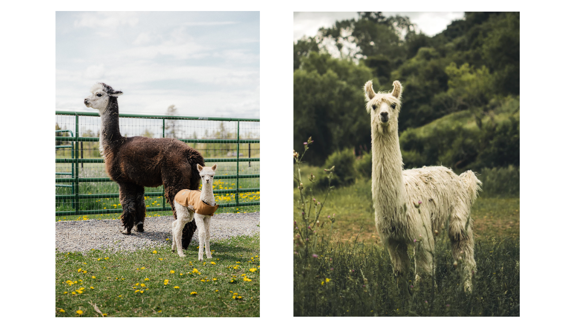 Alpaca