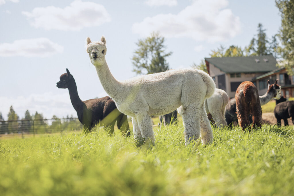 We cherish the alpacas we have locally on the farm.